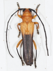 Leuconitocris nigricornis