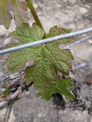 Vitis vinifera vinifera