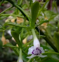 Epidendrum veroscriptum