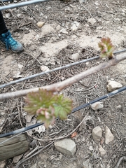 Vitis vinifera vinifera