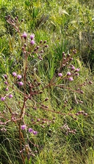 Carphephorus odoratissimus