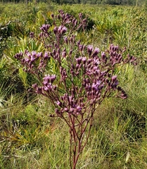 Carphephorus odoratissimus