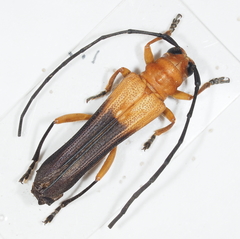 Leuconitocris nigricornis