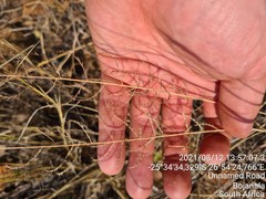 Pogonarthria squarrosa