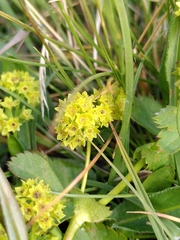 Alchemilla xanthochlora