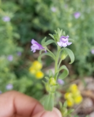 Chaenorhinum litorale