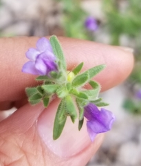 Chaenorhinum litorale