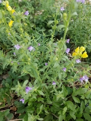Chaenorhinum litorale