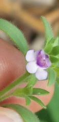 Chaenorhinum litorale