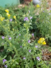 Chaenorhinum litorale