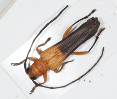 Leuconitocris nigricornis