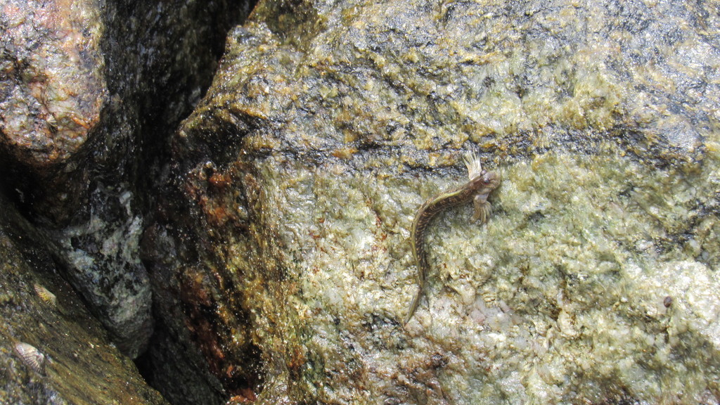 Jumping Blenny
