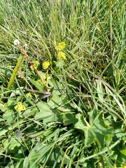 Alchemilla xanthochlora