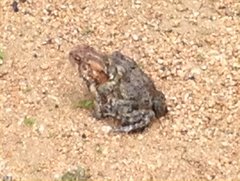 Anaxyrus fowleri