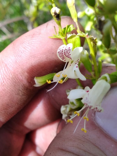 Image of Dicerandra christmanii by (c) Scott Ward, some rights reserved (CC BY)