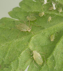 Acyrthosiphon kondoi