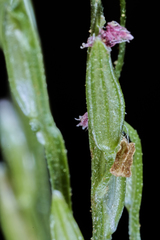 Digitaria bicornis