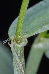 Digitaria bicornis