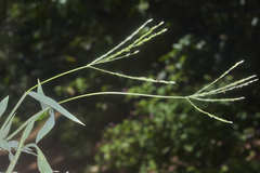 Digitaria bicornis