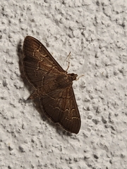 Pilocrocis