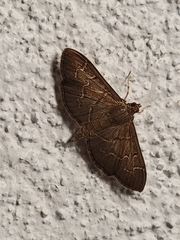 Pilocrocis