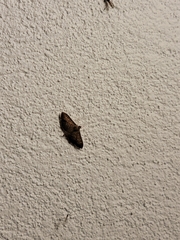 Pilocrocis