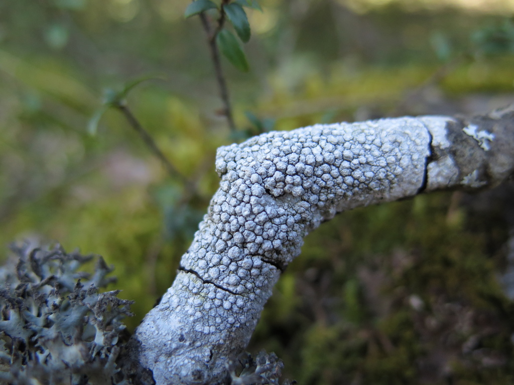 Powdered Wart Lichen