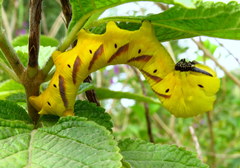 Acherontia