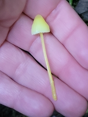 Mycena oregonensis
