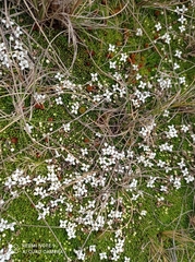 Arcytophyllum filiforme