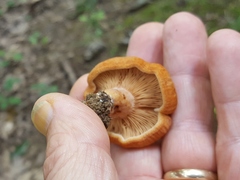 Lactarius peckii