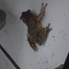 Polypedates maculatus