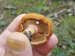 Lactarius peckii