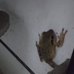 Polypedates maculatus