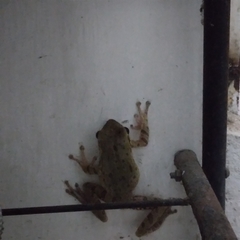 Polypedates maculatus