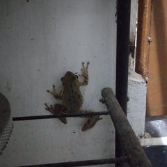 Polypedates maculatus