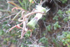 Crassothonna protecta