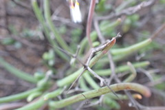 Crassothonna protecta