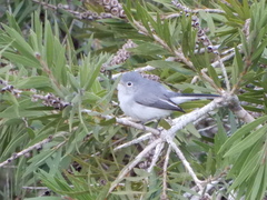 Polioptila caerulea image