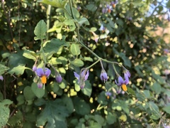 Solanum alphonsei