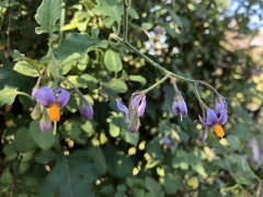 Solanum alphonsei