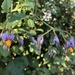 Solanum alphonsei - Photo (c) melgon,  זכויות יוצרים חלקיות (CC BY-NC)