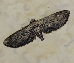 Chesiadodes polingi