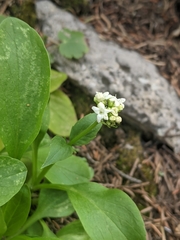 Valeriana occidentalis