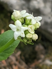 Valeriana occidentalis