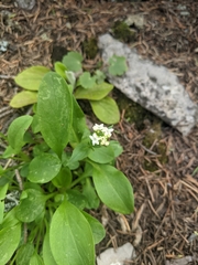 Valeriana occidentalis