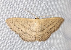 Scopula oppilata