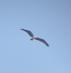 Pandion haliaetus