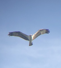 Pandion haliaetus