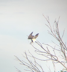 Pandion haliaetus